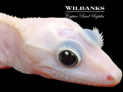 Super Fire aka Black Eyed Leucistic Crested Gecko ♂ '25
