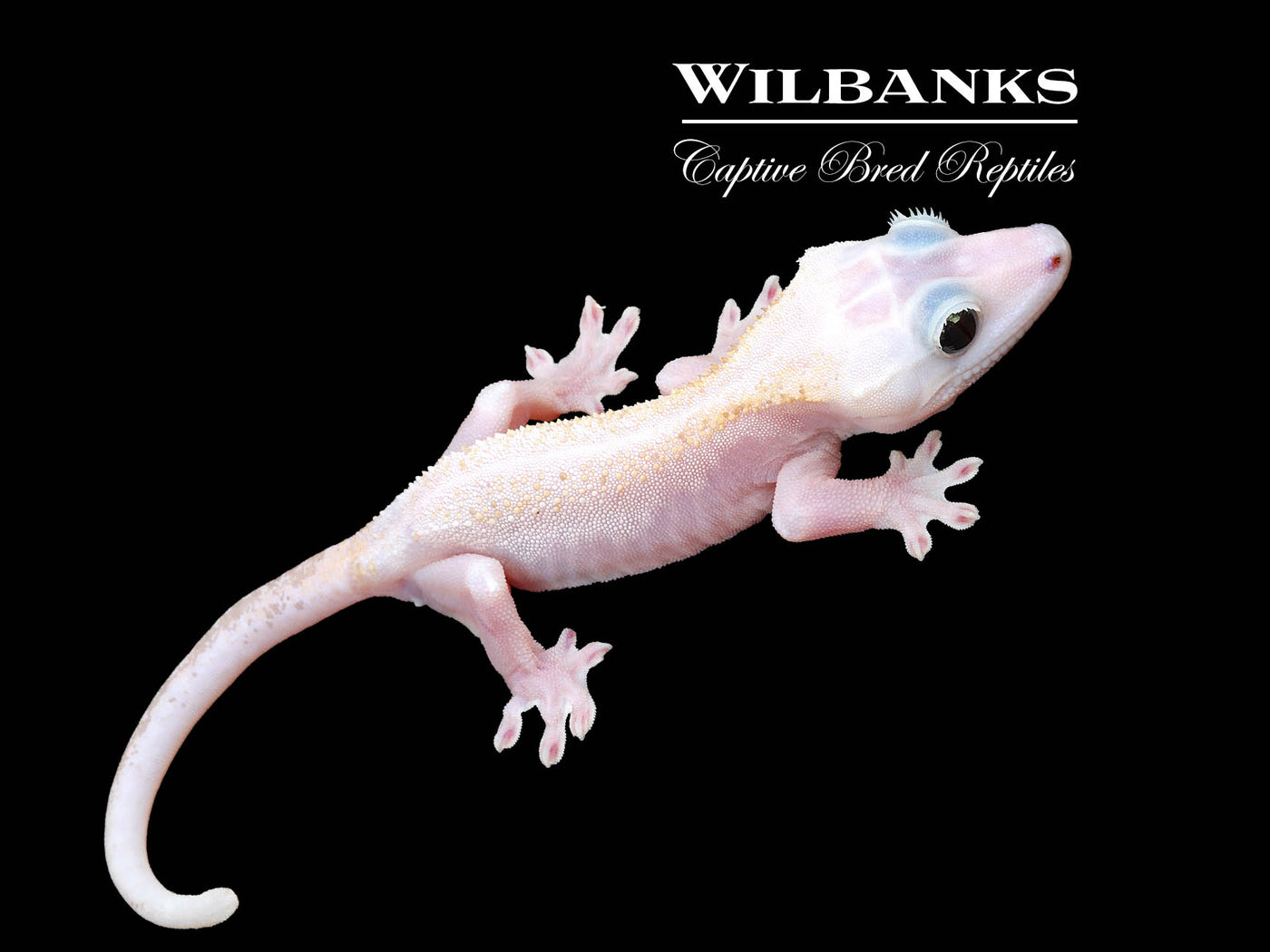 Super Fire aka Black Eyed Leucistic Crested Gecko ♂ '25