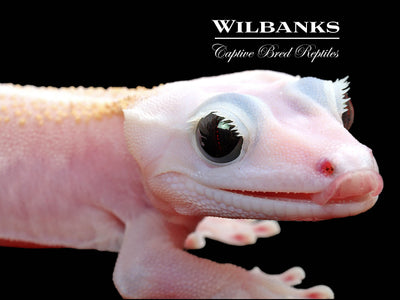 Super Fire aka Black Eyed Leucistic Crested Gecko ♂ '25