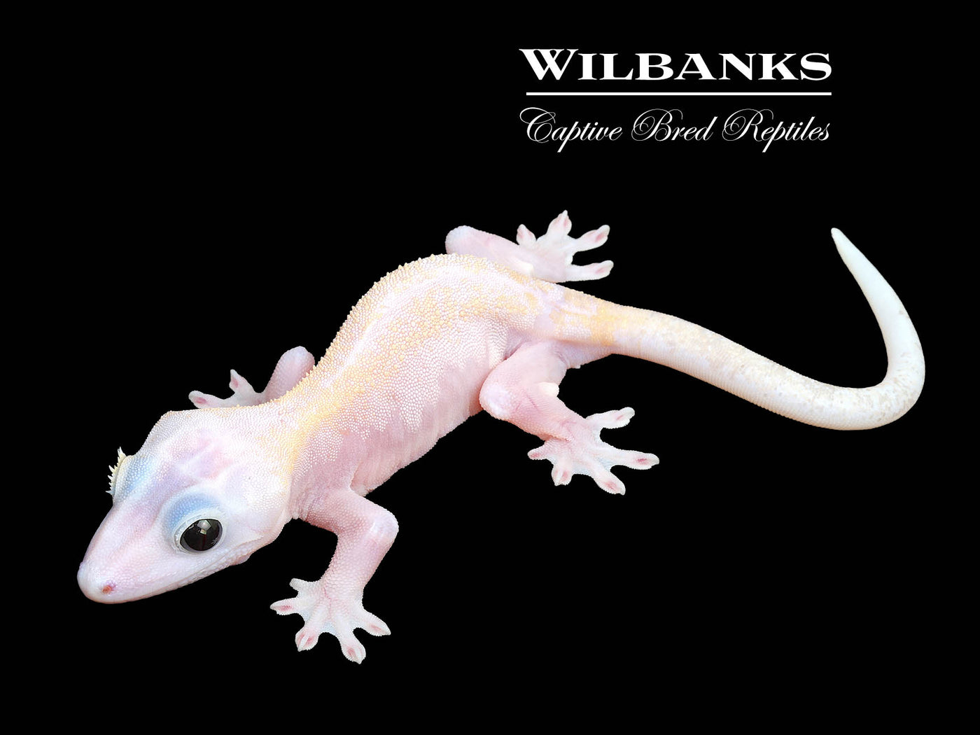 Super Fire aka Black Eyed Leucistic Crested Gecko ♂ '25