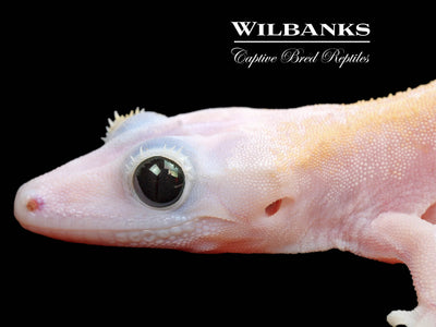 Super Fire aka Black Eyed Leucistic Crested Gecko ♂ '25