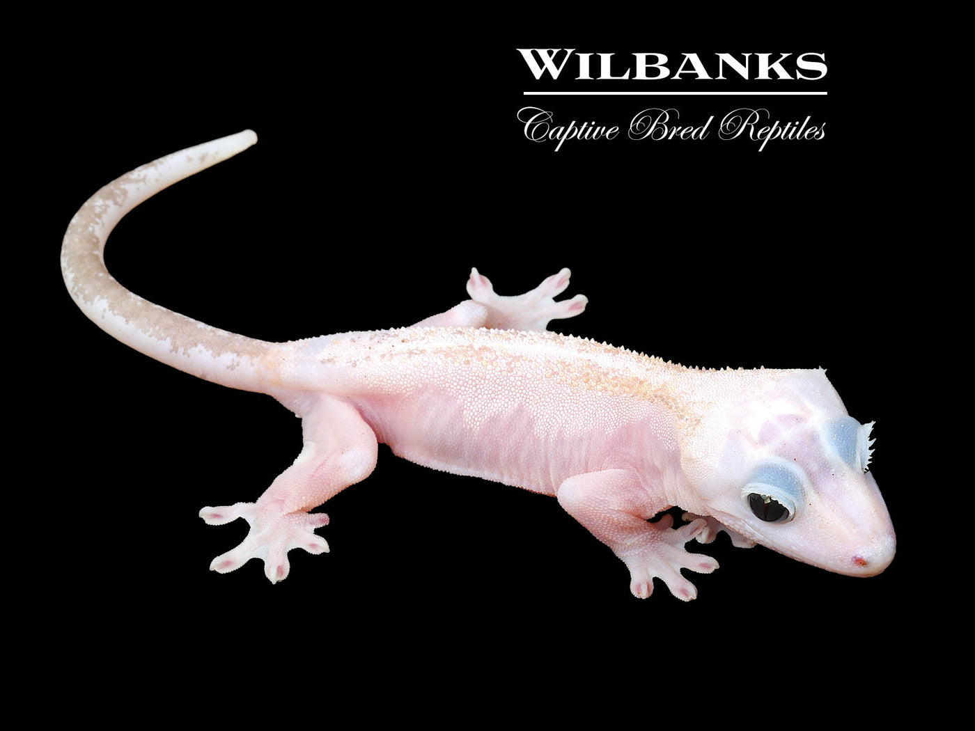 Super Fire aka Black Eyed Leucistic Crested Gecko ♀ '25