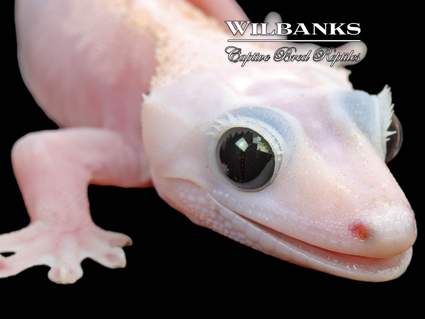 Super Fire aka Black Eyed Leucistic Crested Gecko ♀ '25