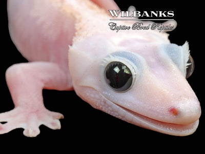 Super Fire aka Black Eyed Leucistic Crested Gecko ♀ '25