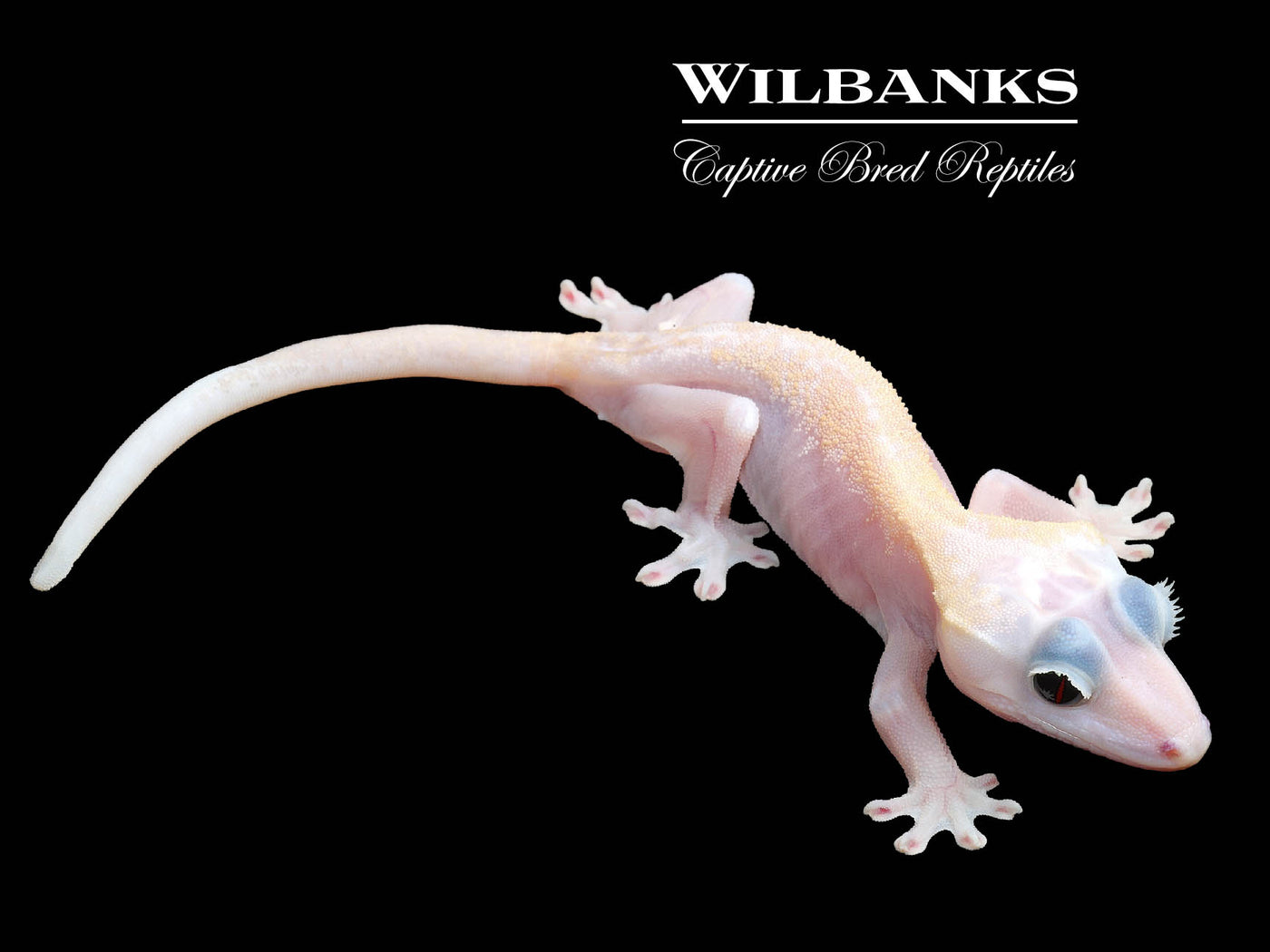 Super Fire aka Black Eyed Leucistic Crested Gecko ♀ '25