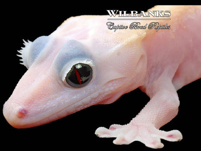 Super Fire aka Black Eyed Leucistic Crested Gecko ♀ '25
