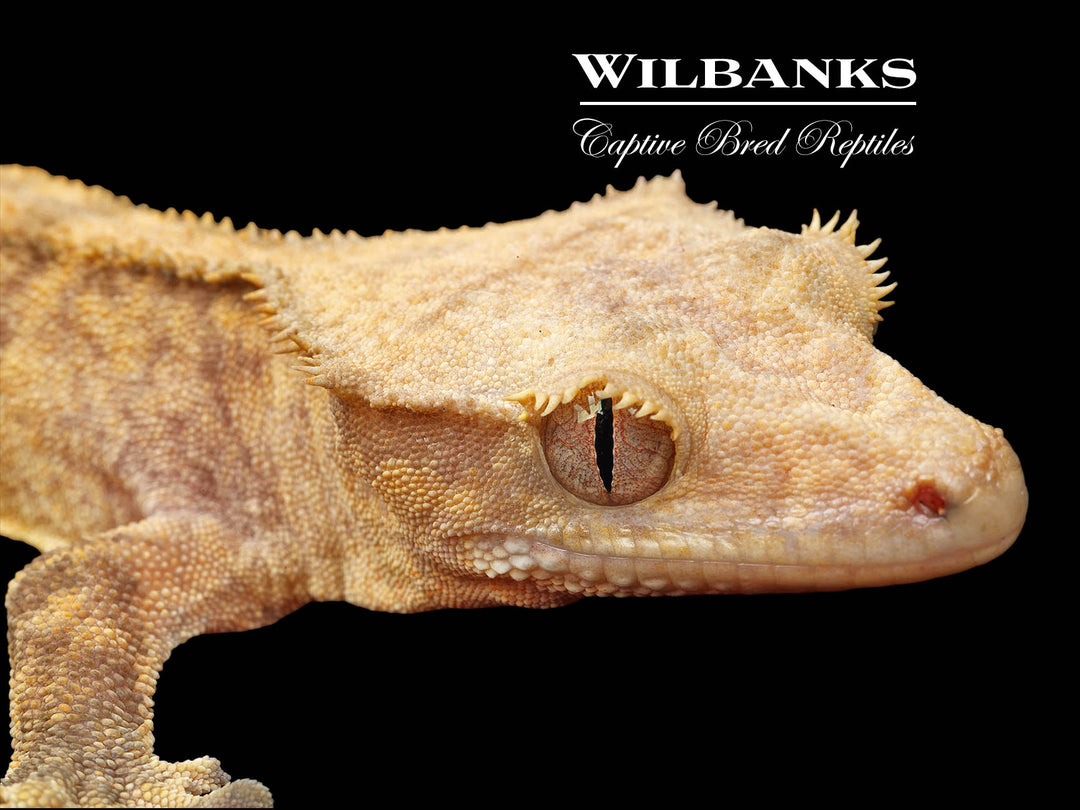 dracaena crested gecko Fire (100% Guaranteed Het. Black Eyed Leucistic) Crested Gecko ♂ '25 –  Wilbanks Captive Bred Reptiles