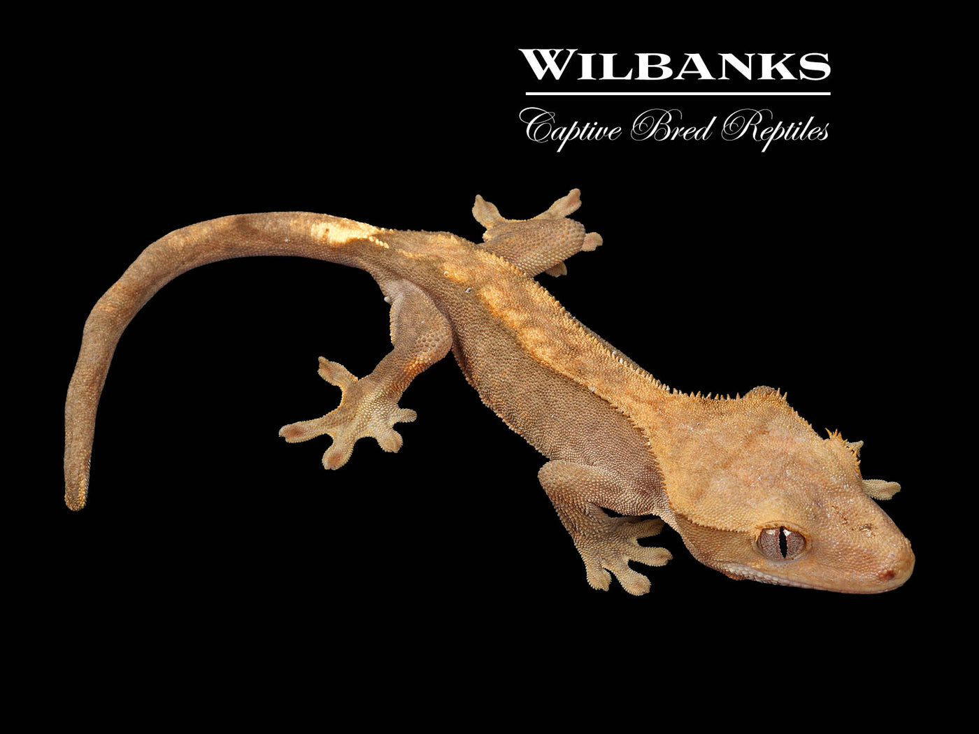 Fire (100% Guaranteed Het. Black Eyed Leucistic) Crested Gecko ♂ '25