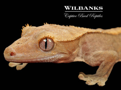 Fire (100% Guaranteed Het. Black Eyed Leucistic) Crested Gecko ♂ '25