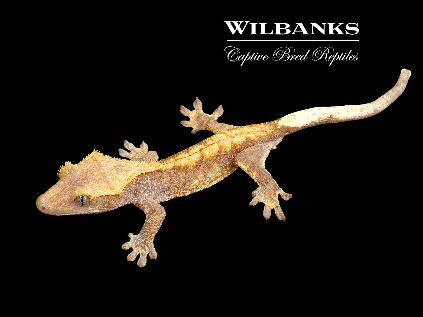 Fire (100% Guaranteed Het. Black Eyed Leucistic) Crested Gecko ♂ '25