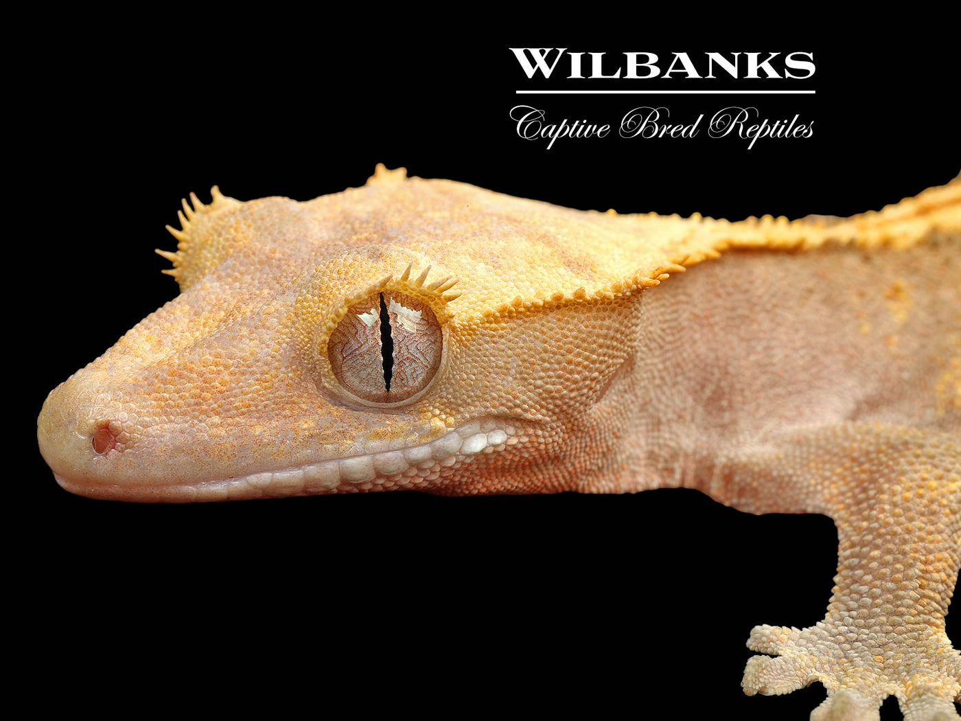 Fire (100% Guaranteed Het. Black Eyed Leucistic) Crested Gecko ♂ '25