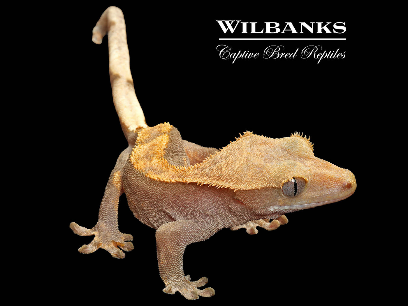 Fire (100% Guaranteed Het. Black Eyed Leucistic) Crested Gecko ♀ '25