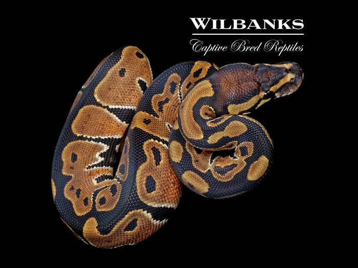 Classic (Normal) Ball Python ♀ '26