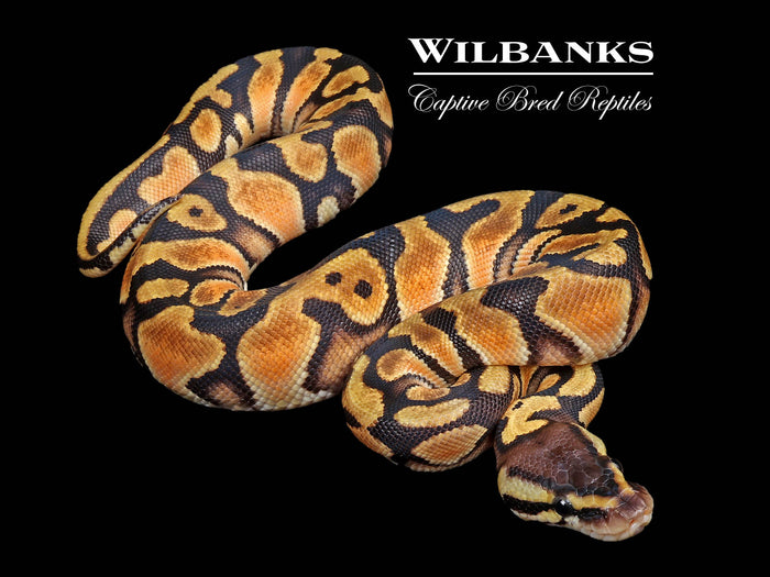 Orange Dream Ball Python ♀ '26