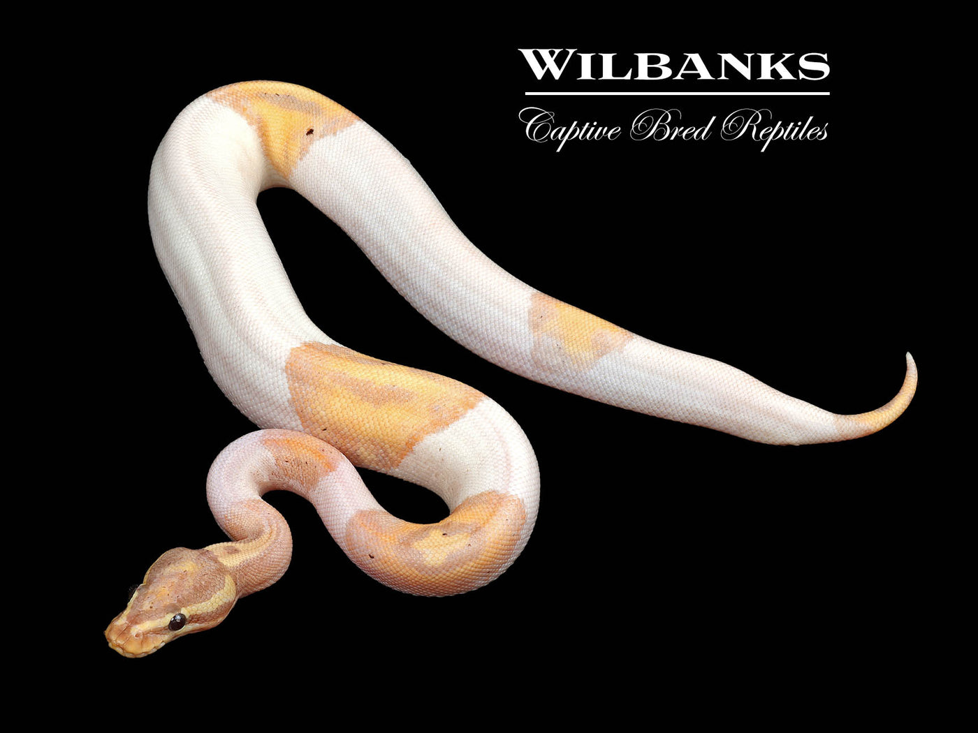 Banana Pied Ball Python ♀ '24