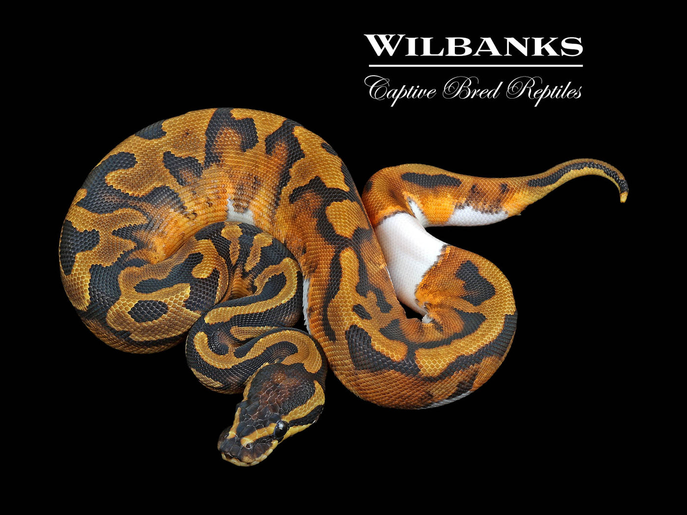 Pied Ball Python ♀ '24