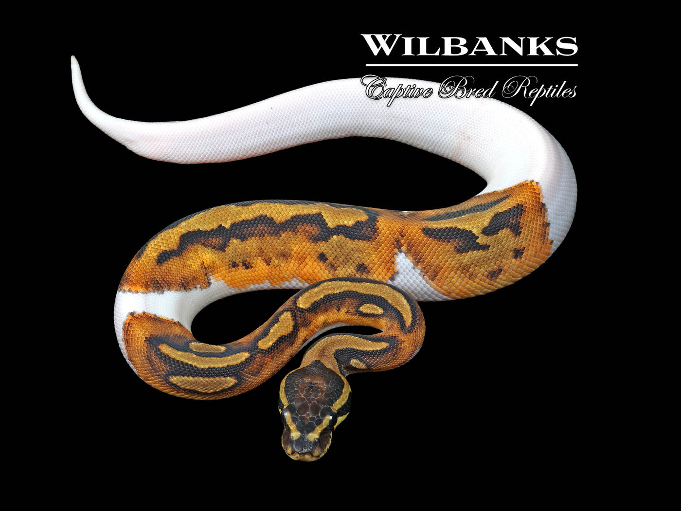 Pied Ball Python ♀ '24