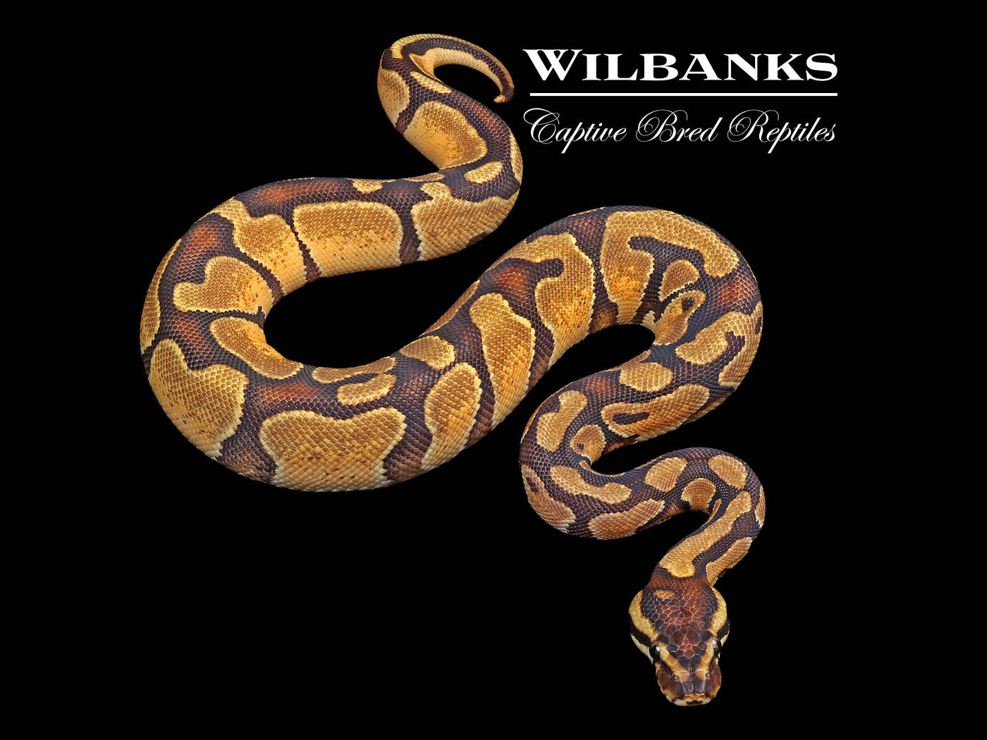 Enchi 100% Het Lavender Albino Ball Python ♀ '24
