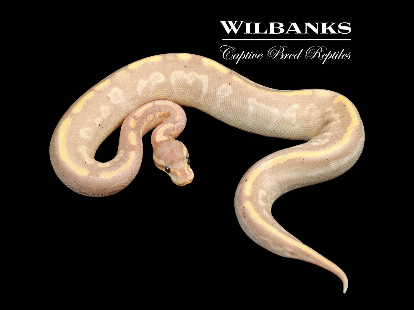 Stranger Banana Cinnamon Yellow Belly Ball Python ♀ '24