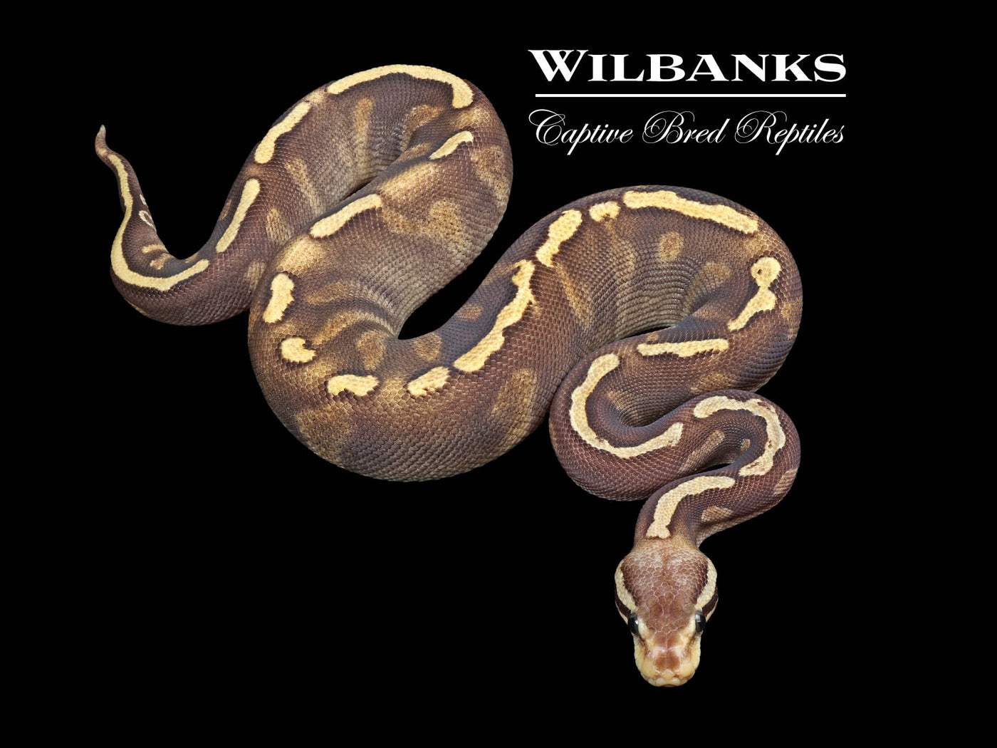 Mojave GHI Pastel Ball Python ♀ '24