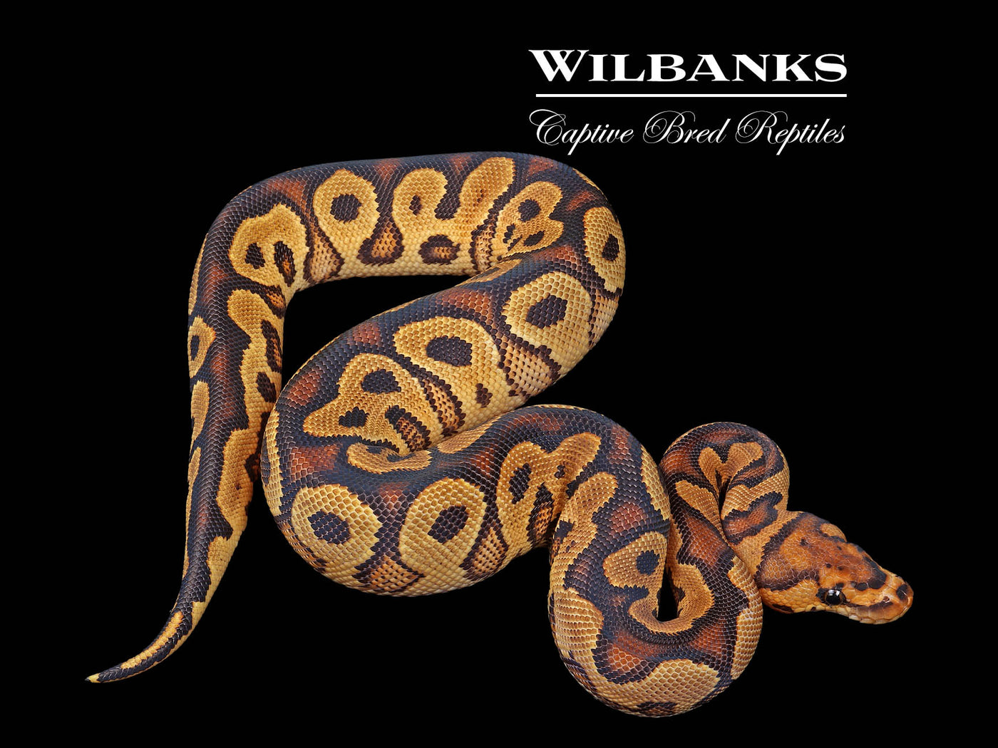 Yellow Belly Clown Ball Python ♂ '24