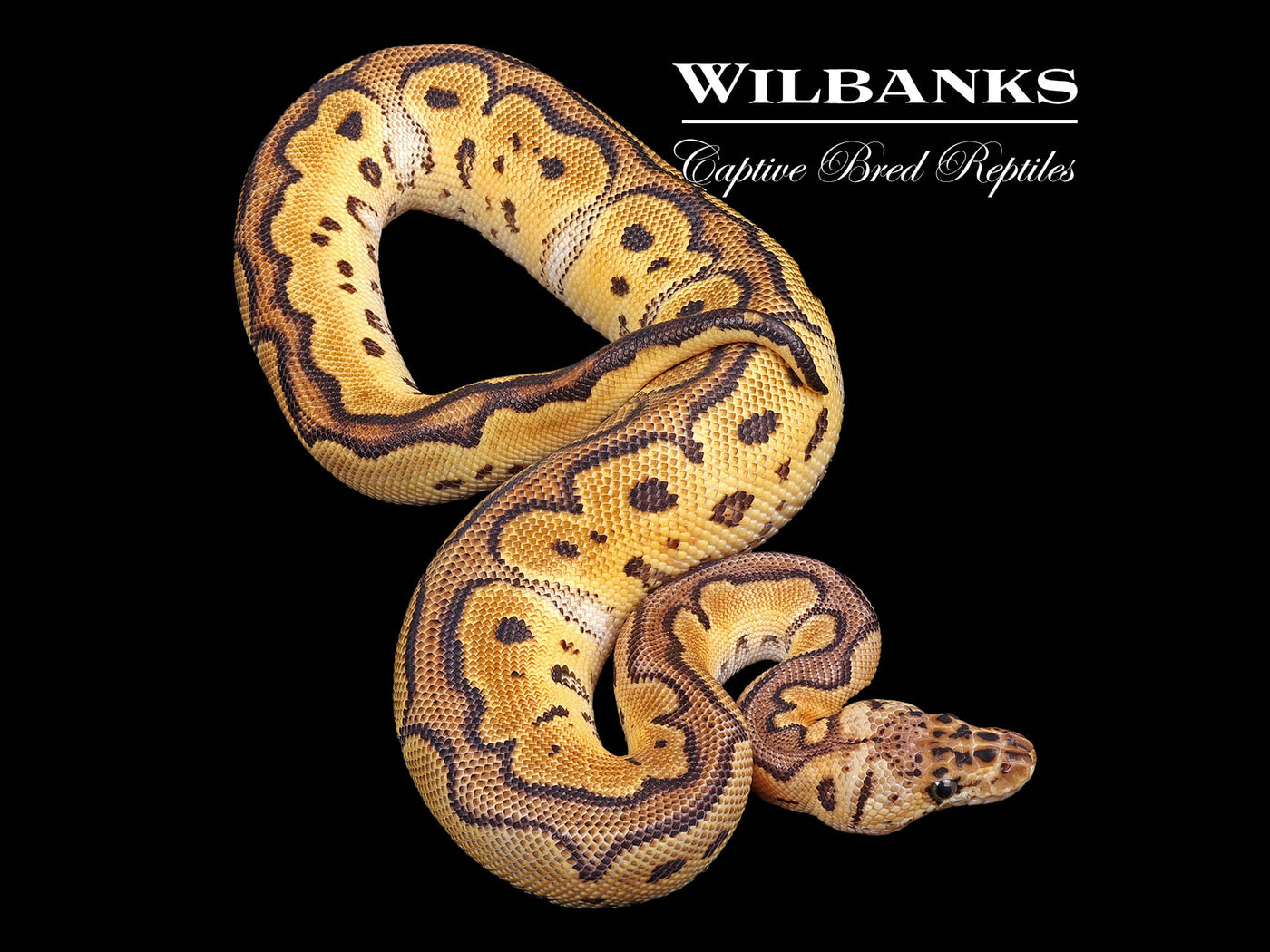 Pastel Clown Ball Python ♂ '24