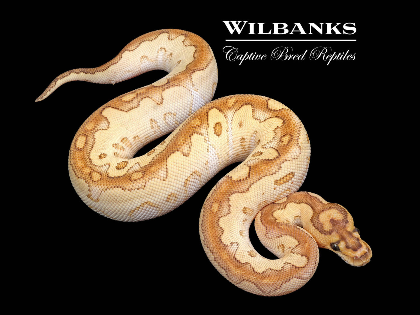 Butter Clown Ball Python ♀ '24