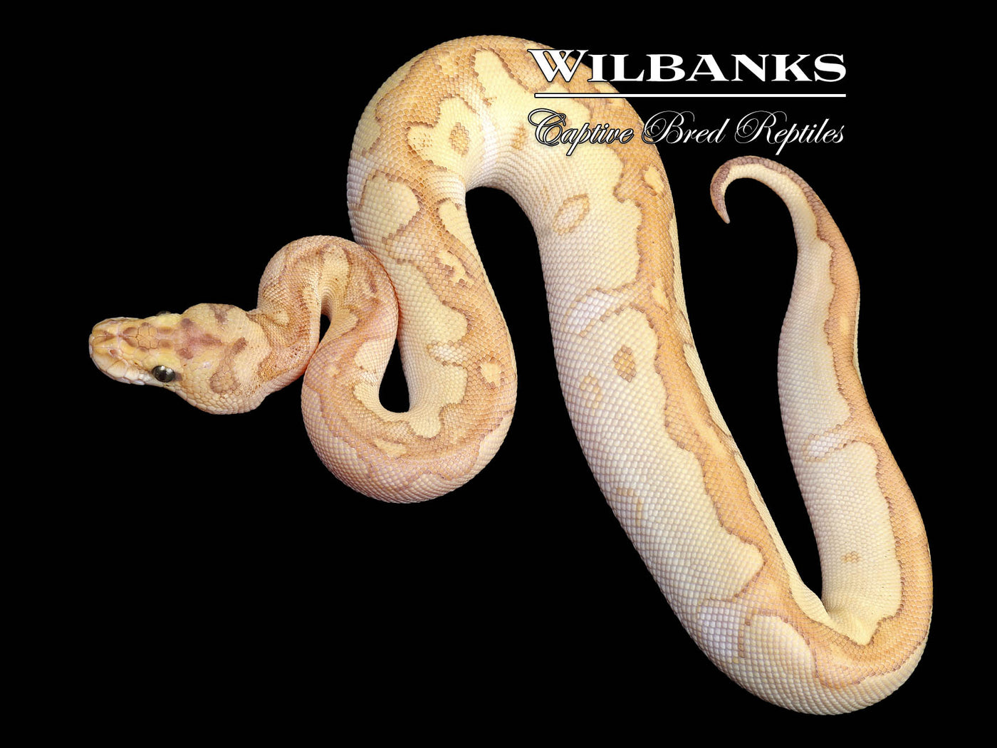 Nuclear Clown Ball Python ♀ '24