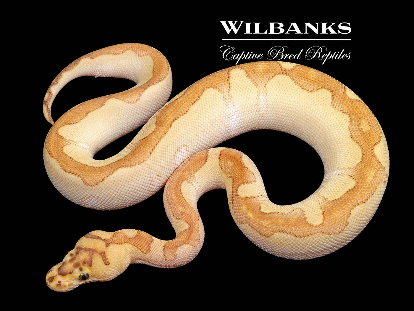 Butter Enchi Clown Ball Python ♀ '24