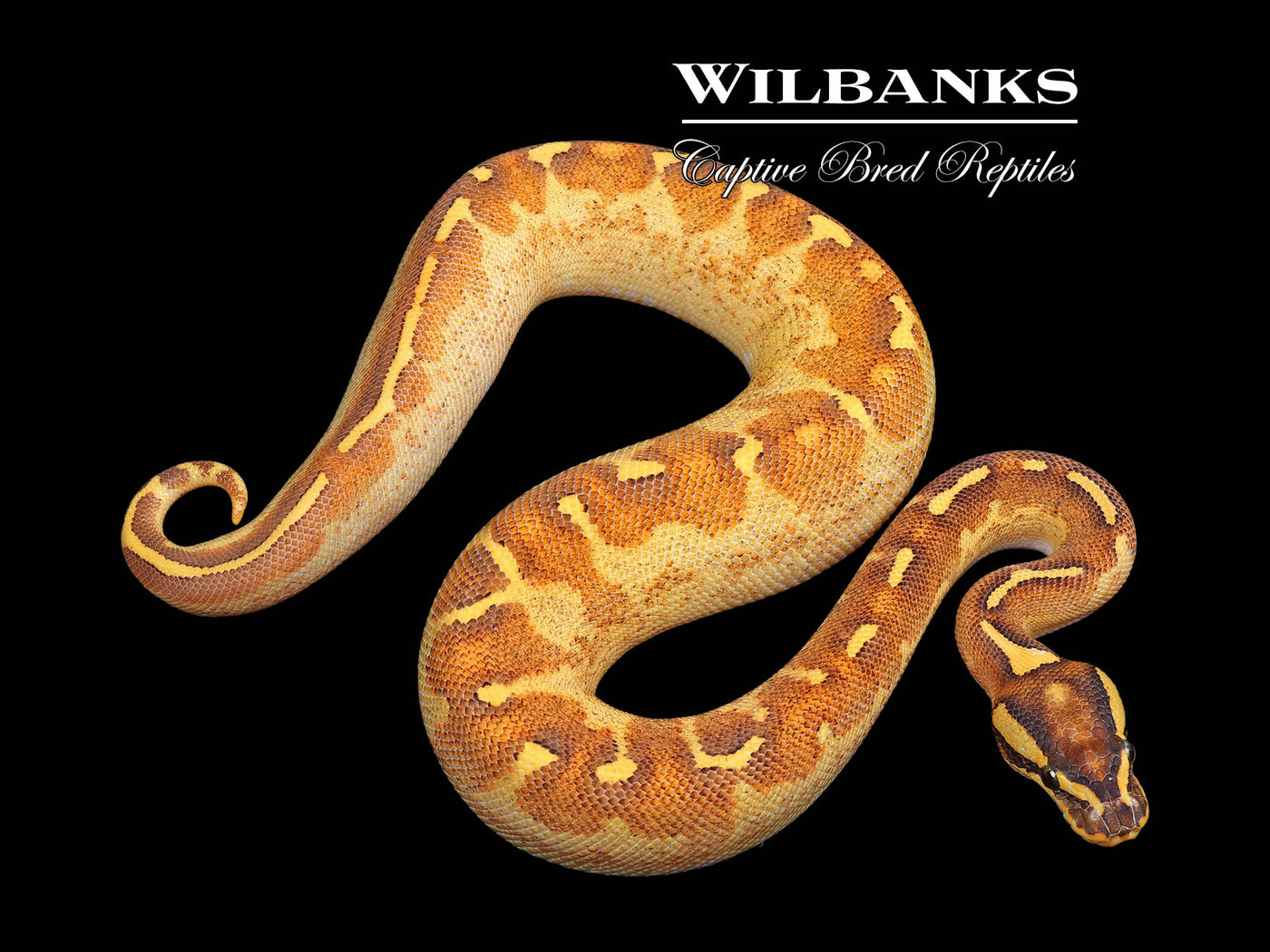 Enchi Freeway Mardi Gras Ball Python ♀ '24