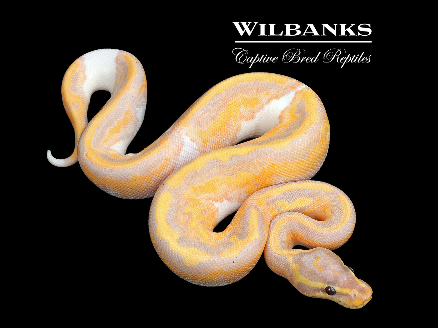 Banana Pied Ball Python ♂ '25