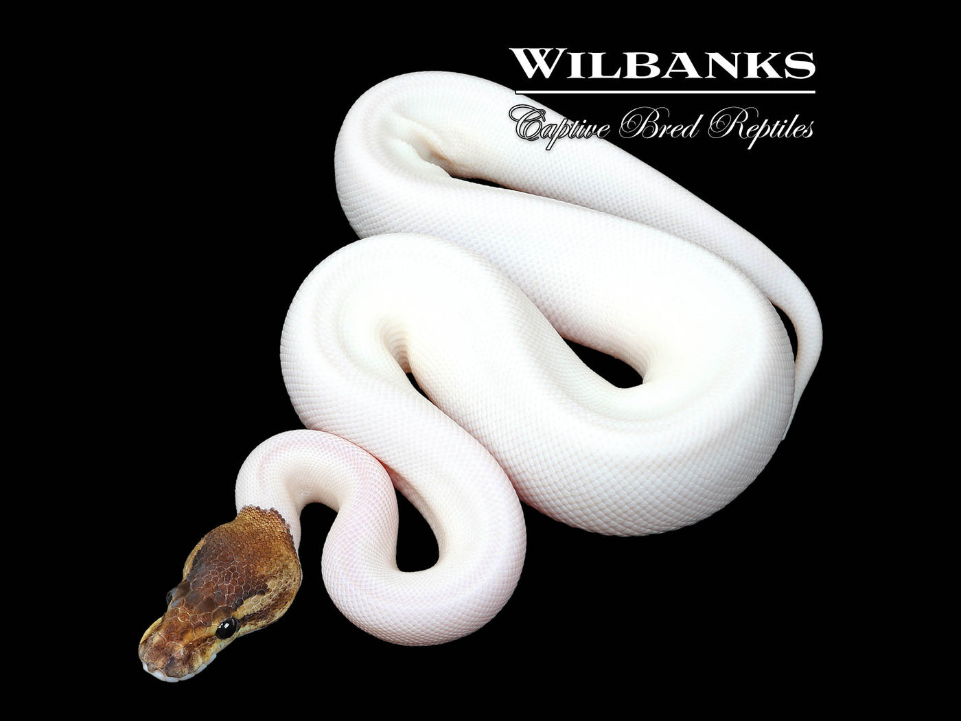 Cinnamon Pied Ball Python ♀ '25