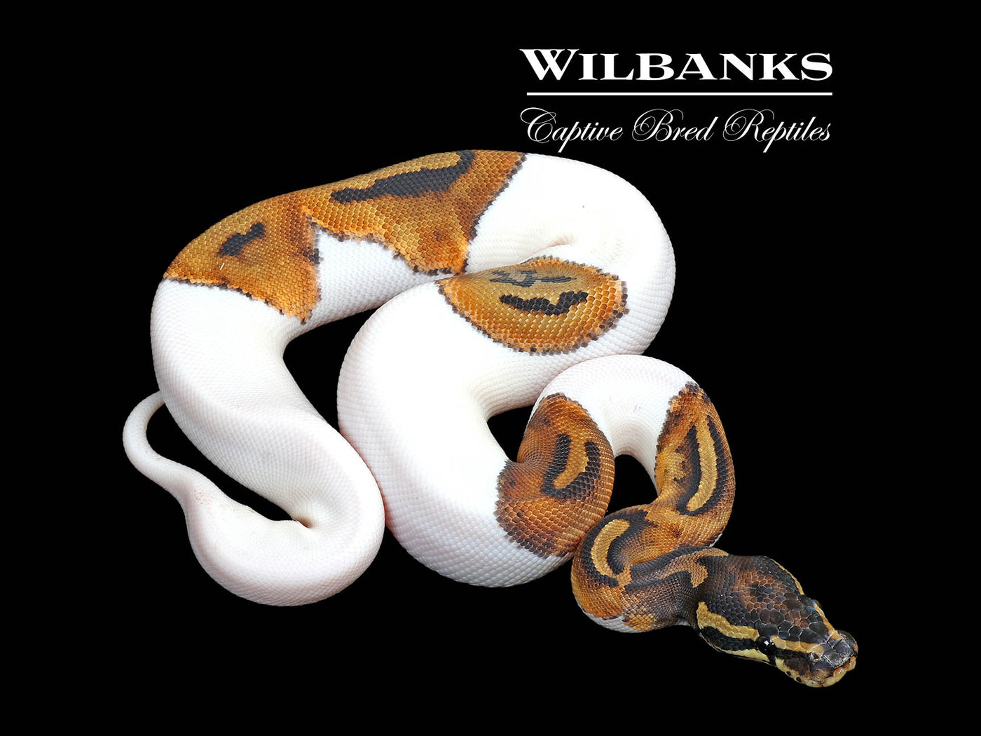 Pied Ball Python ♀ '25