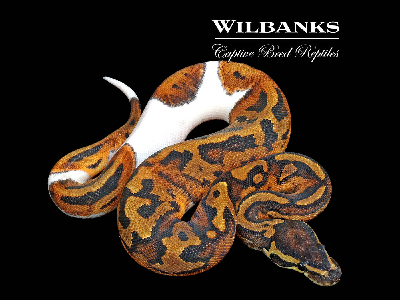 Pied Ball Python ♀ '25