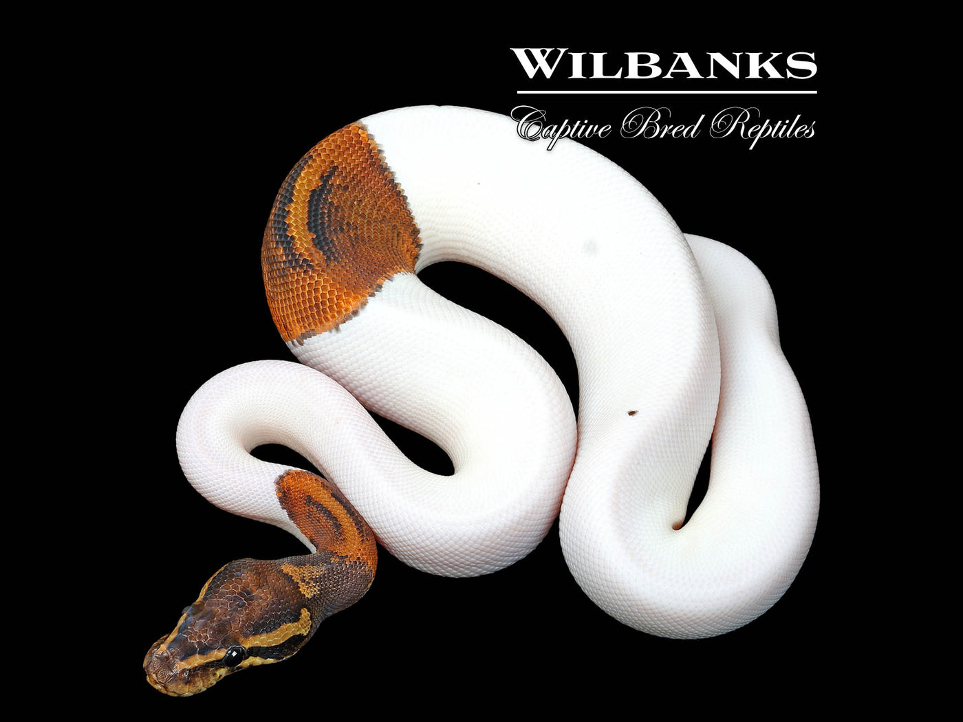 Mahogany Pied Ball Python ♂ '25