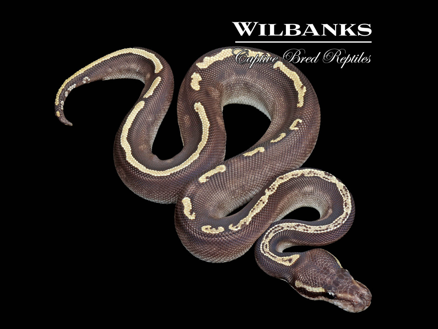 Mojave GHI Ball Python ♂ '25