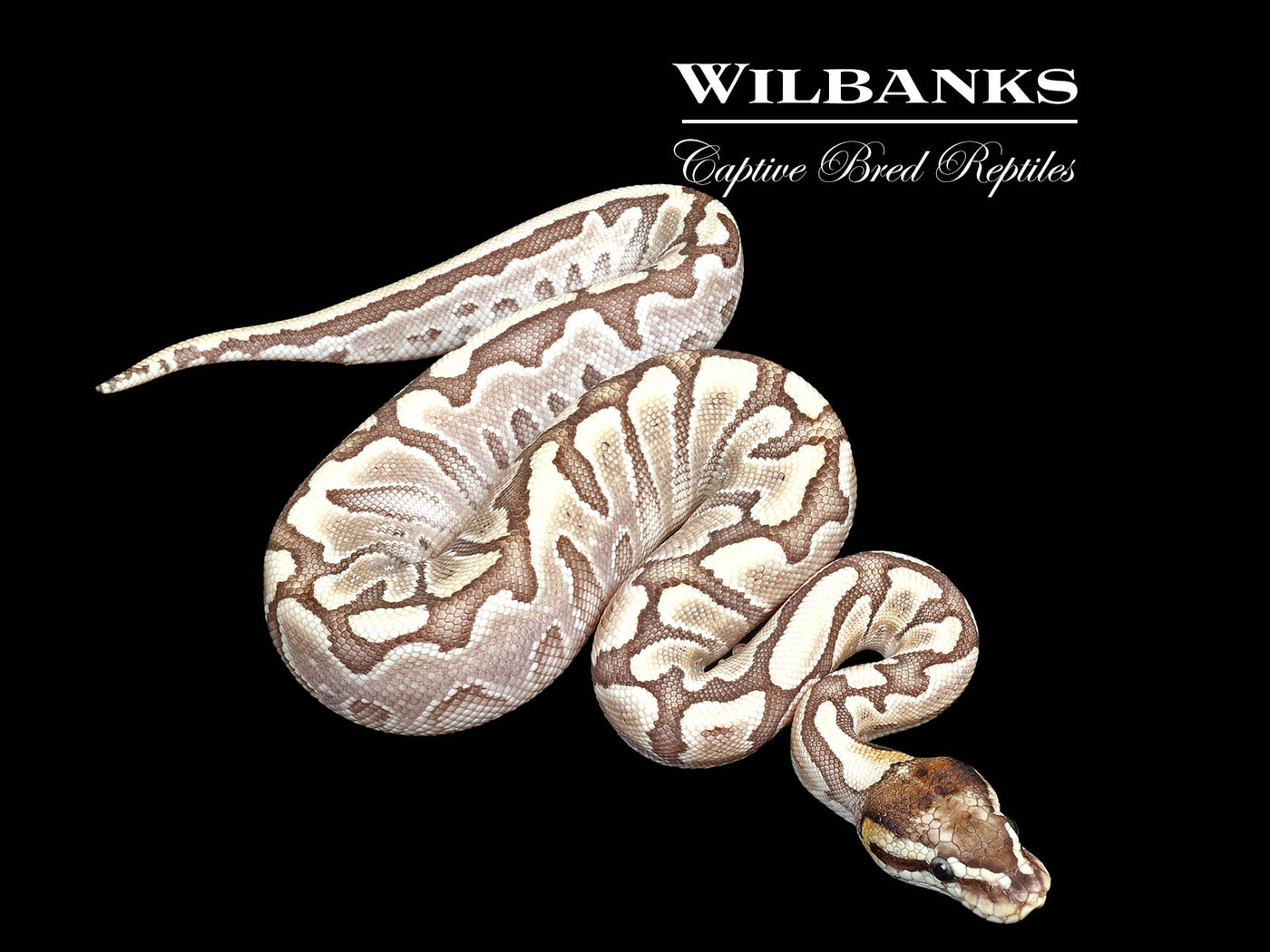 Bamboo Black Pastel Ball Python ♀ '25
