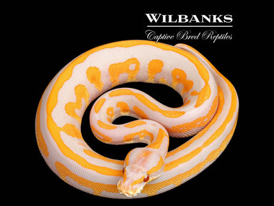 Lavender Leopard Blackhead Ball Python ♀ '25