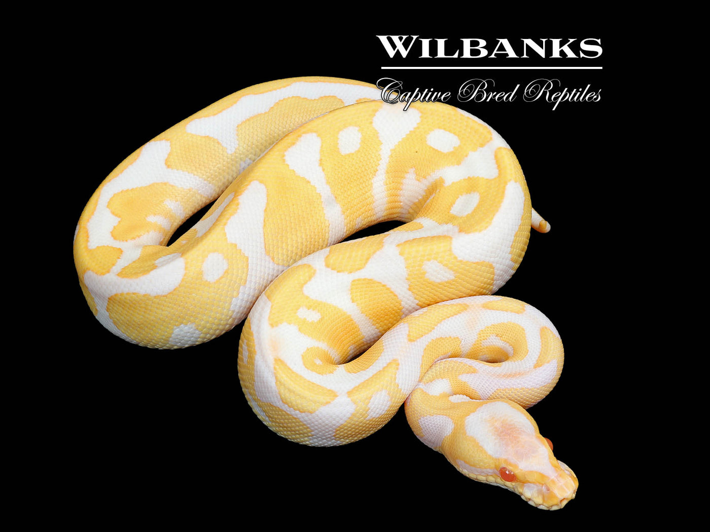 Albino Leopard Ball Python ♀ '25
