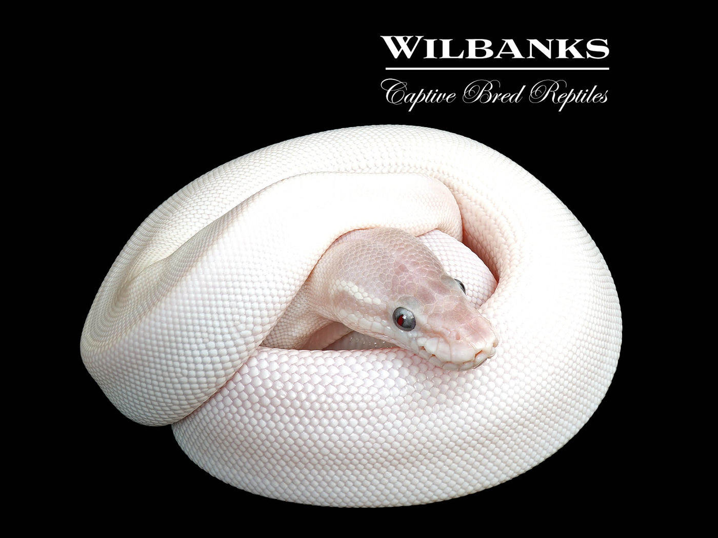 Blue Eyed Leucistic (Super Mojave) Ball Python ♀ '25