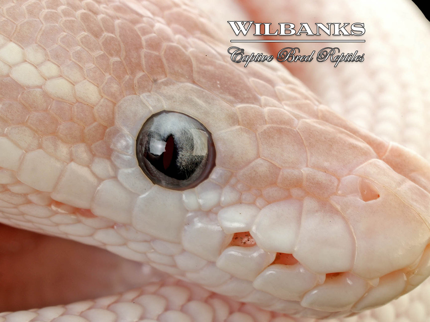 Blue Eyed Leucistic (Super Mojave) Ball Python ♀ '25