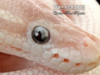 Blue Eyed Leucistic (Super Mojave) Ball Python ♀ '25