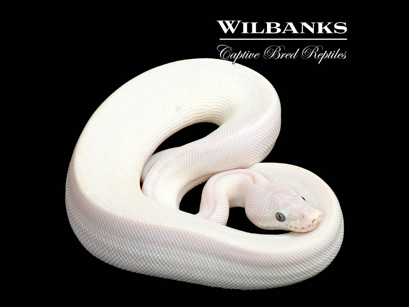 Blue Eyed Leucistic (Mojave Butter) Ball Python ♀ '25