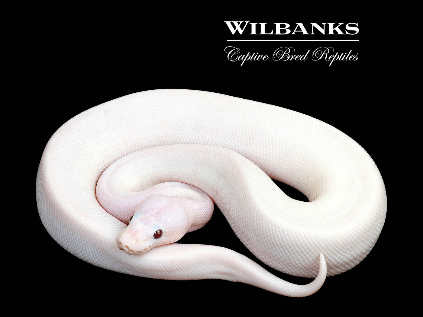 Banana Super Fire Ball Python ♂ '25