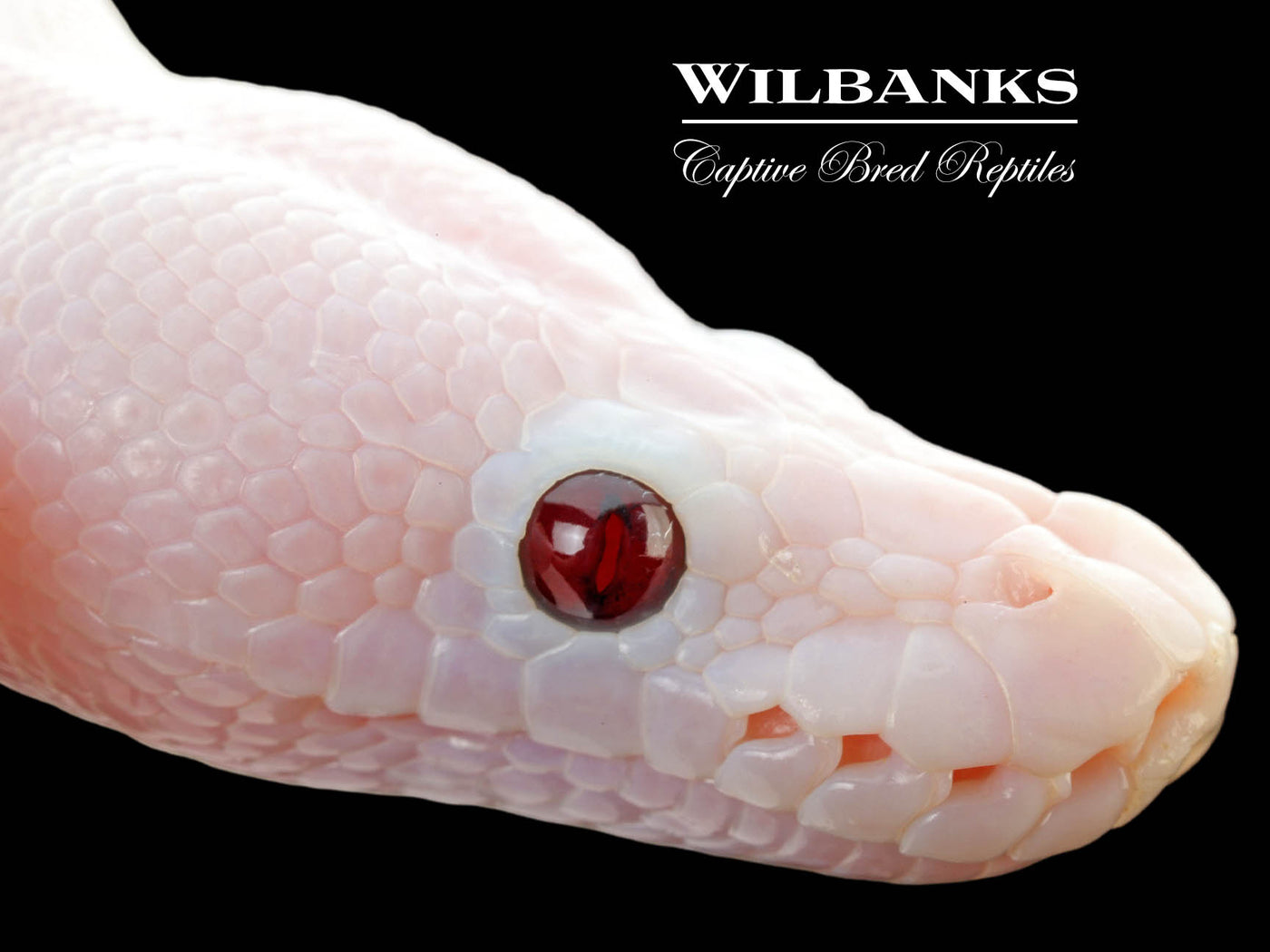 Banana Super Fire Ball Python ♂ '25