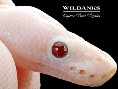 Banana Super Fire Ball Python ♂ '25