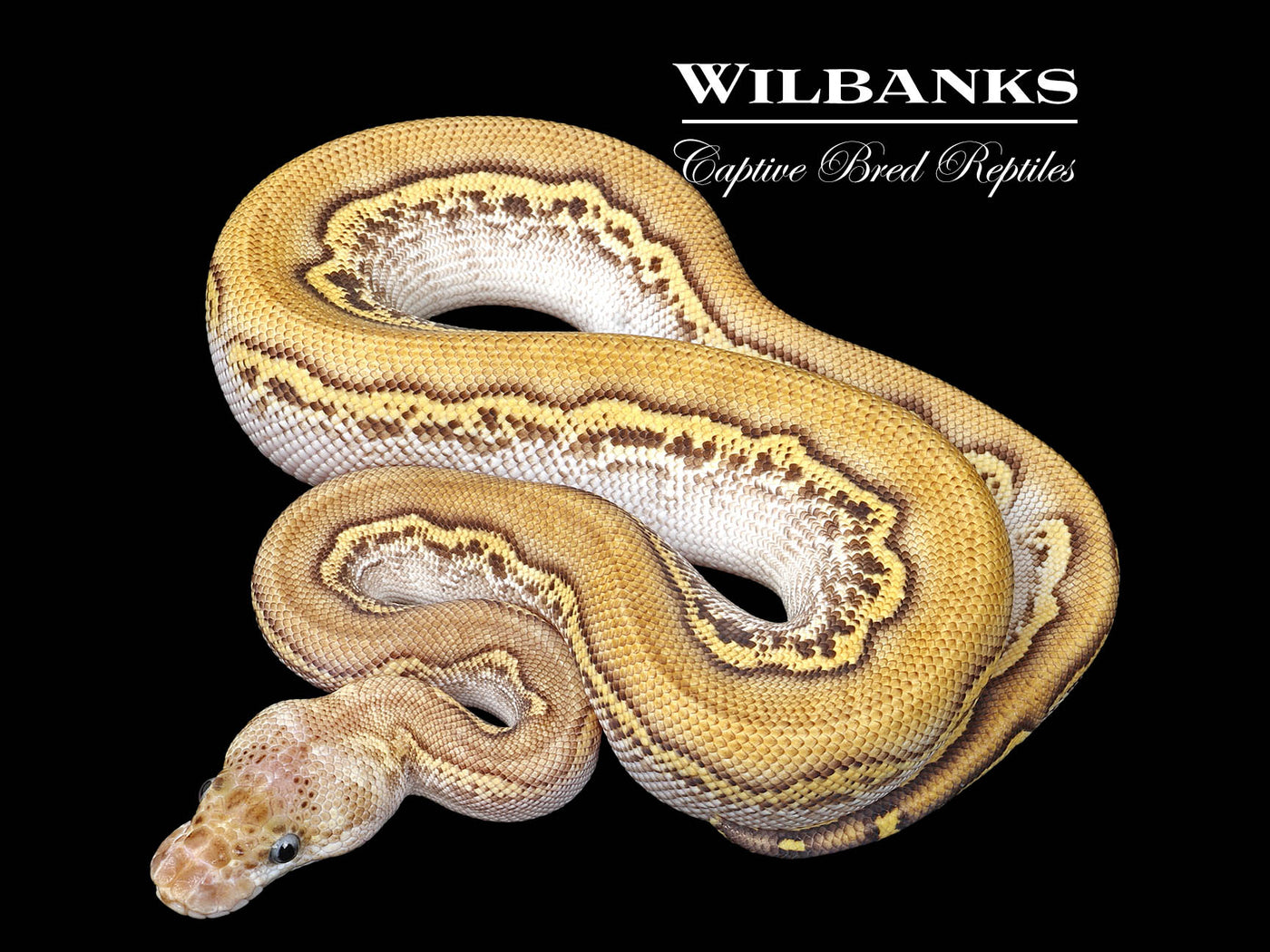 Blackhead Pastave Clown Ball Python  ♀ '25