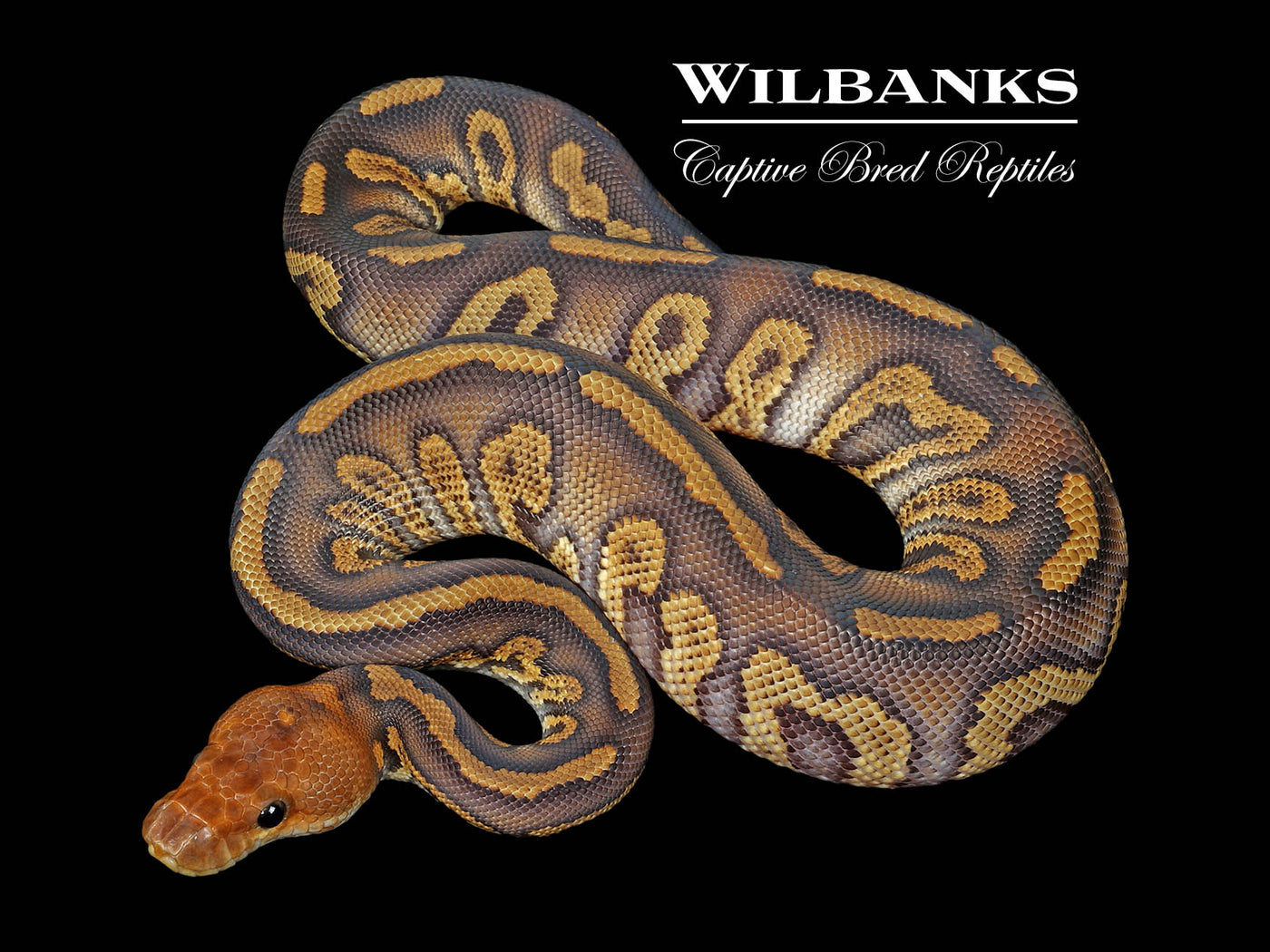 Mahogany Sable Clown Ball Python ♂ '25