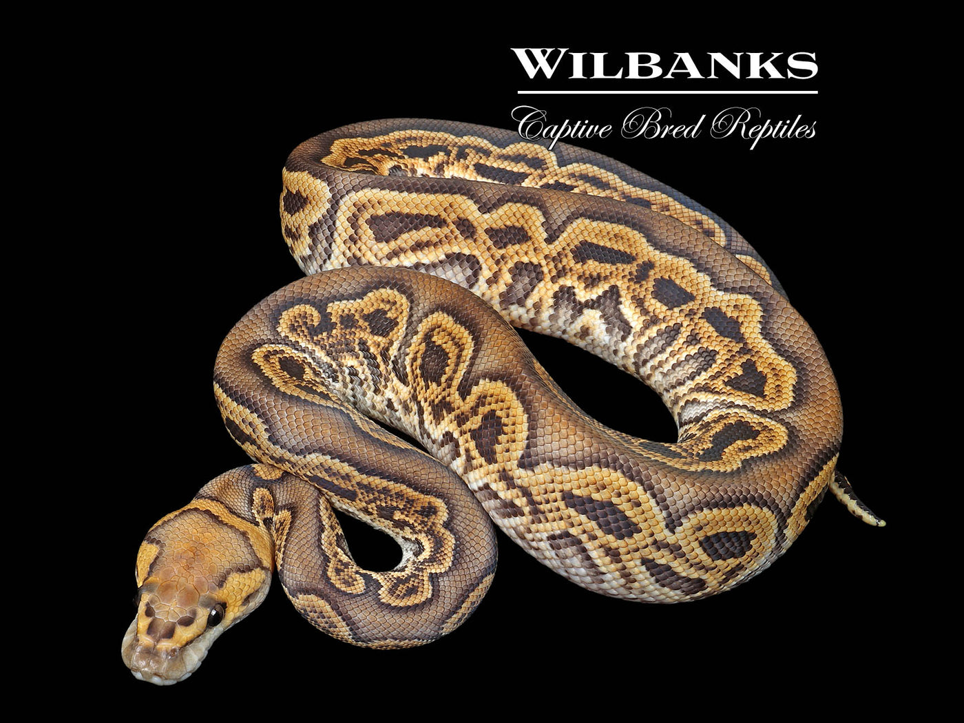 GHI Clown Ball Python ♂ '25