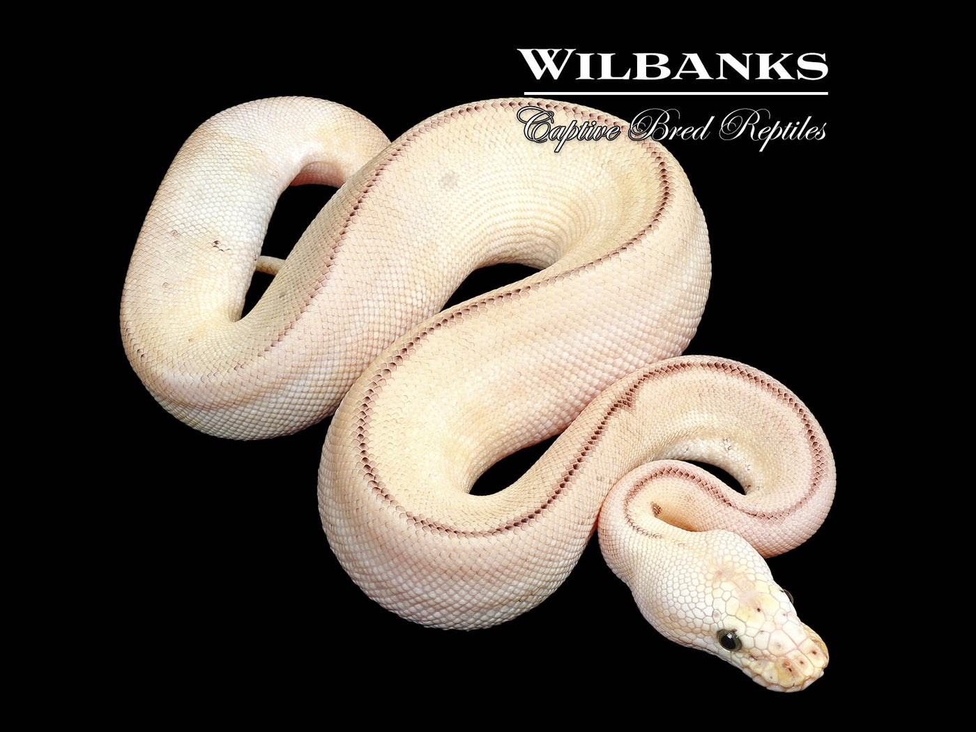 Fire Bee Clown Ball Python ♀ '25